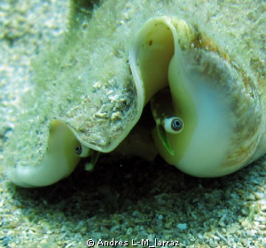 Conch eyes by Andres L-M_larraz 